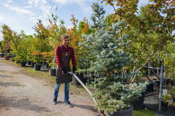 Why Choose Our Tree Removal Services in Topeka, KS?